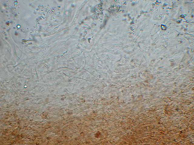 Galerina spec. Cod.DSCN 9149